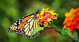 Monarch Butterfly_P1180240